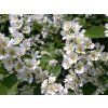 st�emcha2