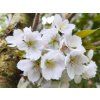 103790 sakura ozdobna shirotae