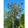 Sorbus austriaca (2)