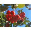 Sorbus austriaca (3)