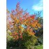 Acer rubrum Amstrong2