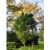 Gleditsia triacanthos ellegantisima