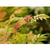 Sorbaria Pink Hopi (2)