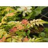 Sorbaria Pink Hopi (3)
