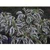Dřín STELLAR PINK 'Variegata'  Cornus STELLAR PINK 'Variegata'