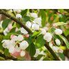 Malus Donald Wymen (2)