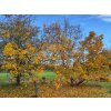 Acer platanoides dissectum
