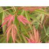 Javor dlanitolistý 'Linearilobum'  Acer palmatum 'Linearilobum'