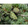 Borovice drobnokvětá  Pinus parviflora