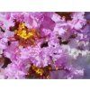 Lagerstroémie 'Shell Pink'  Lagerstroemia indica 'Shell Pink'