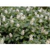 Pachysandra klasnatá - Pachysandra terminalis  Pachysandra terminalis