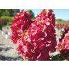 Hortenzie latnatá 'Fire Light'  Hydrangea paniculata 'Fire Light'