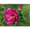 Ibi�ek syrsk� �Flower Tower Ruby�� (Balen� kontejner C5, Tvar v��ka 40-60cm)