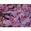 Ruj vlasatá 'Royal Purple'  Cotinus coggygria 'Royal Purple'