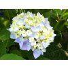 Hortenzie velkolistá 'Endless Summer' Blue  Hydrangea macrophylla 'Endless Summer' Blue