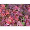 Hortenzie dubolistá 'Snow Queen'  Hydrangea quercifolia 'Snow Queen'
