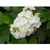 Hortenzie dubolistá 'Snow Queen'  Hydrangea quercifolia 'Snow Queen'