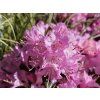 Rododendron 'Pintail'  Rhododendron 'Pintail'