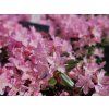 Rododendron 'Pintail'  Rhododendron 'Pintail'