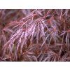 Javor dlanitolistý 'Dissectum Atropurpureum'  Acer palmatum 'Dissectum Atropurpureum'
