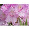 Rhododendron Lun�k (2)