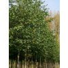 alnus