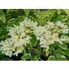 Bez černý 'Golden Spark'  Sambucus nigra 'Golden Spark'