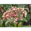 Kalina vavřínová 'Gwenllian'  Viburnum tinus'Gwenllian'