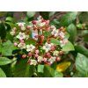 Kalina vavřínová 'Gwenllian'  Viburnum tinus'Gwenllian'