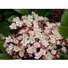 Kalina vavřínová 'Gwenllian'  Viburnum tinus'Gwenllian'