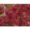 Acer Jerre Schwartz (2)