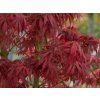 Acer Jerre Schwartz (1)