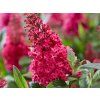 106334 9 106334 9 106334 9 106334 9 106334 9 106334 9 106334 9 buddleja butterfly candy little ruby 1