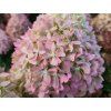 Hortenzie latnatá 'Pixio®'  Hydrangea paniculata 'Pixio®'