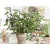 106460 5 106460 5 ficus little miss figgy 3