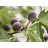 106460 7 106460 7 ficus little miss figgy 2