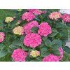106616 hortenzie velkolista red baron
