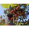 Moruše 'Mojo Berry'  Morus rotundiloba 'Mojo Berry'