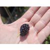 Moruše 'Mojo Berry'  Morus rotundiloba 'Mojo Berry'