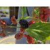 Moruše 'Mojo Berry'  Morus rotundiloba 'Mojo Berry'