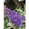 Komule Davidova �Butterfly Candy Little Purple� (Balen� kontejner p17)