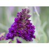 Buddleja Candy Little Purple