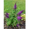 Komule Davidova �Butterfly Candy Little Purple� (Balen� kontejner p17)