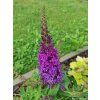 Komule Davidova �Butterfly Candy Little Purple� (Balen� kontejner p17)