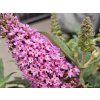 Komule Davidova �Butterfly Candy Little Pink� (Balen� kontejner p9)