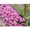 Komule Davidova �Butterfly Candy Little Pink� (Balen� kontejner p9)