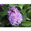 106844 2 106844 2 106844 2 komule davidova butterfly candy little lila sweetheart