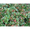 Skalník Dammerův 'Major'  Cotoneaster dammeri 'Major'