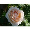 Růže 'Uetersener Klosterrose®' (Balení speciální balení)