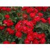 Růže 'Black Forest Rose®' (Balení speciální balení)